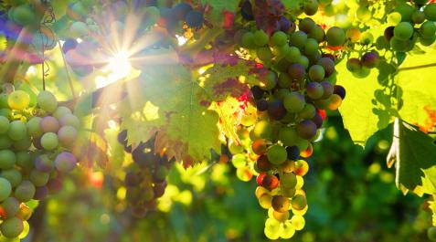 Uvas, viñedo Viñedo al sol