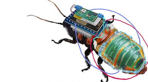 cucarachas Una cucaracha cyborg con batería recargable