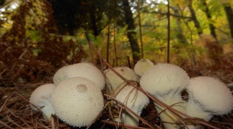 Lycoperdon (vulgarmente pedos de lobo). Se pueden usar en ensalada cuando son jóvenes y blancos Lycoperdon (vulgarmente pedos de lobo). Se pueden usar en ensalada cuando son jóvenes y blancos