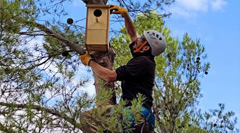 CASCANTE Imagen de la instalación de una de las cajas nido de Cascante.
