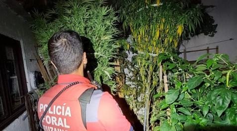 Plantas de marihuana decomisadas a persona investigada Plantas de marihuana decomisadas a persona investigada