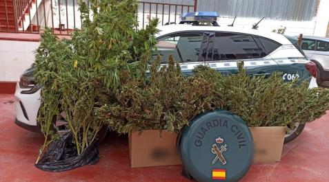 Algunas de las plantas encontradas Algunas de las plantas encontradas