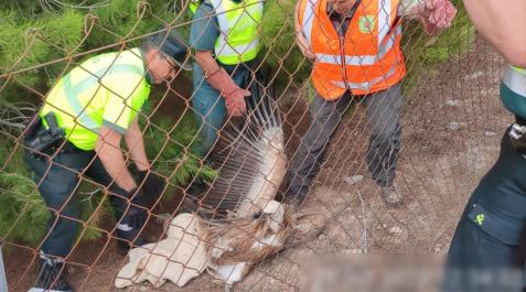 Un ejemplar adulto de Buitre Leonado (Gyps Fulvus), el cual se encontraba atrapado en la autovía A-68 Un ejemplar adulto de Buitre Leonado (Gyps Fulvus), el cual se encontraba atrapado en la autovía A-68