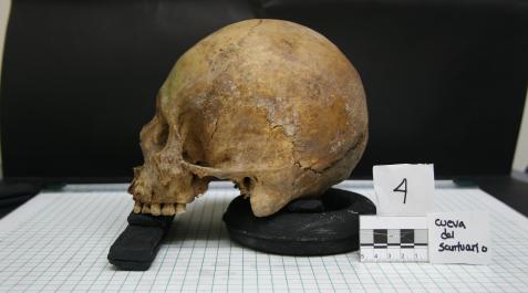 Imagen de archivo de un cráneo hallado en una investigación Imagen de archivo de un cráneo hallado en una investigación