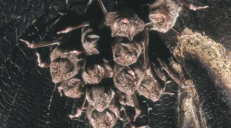 Murcielagos Colonia de Desmodus rotundus