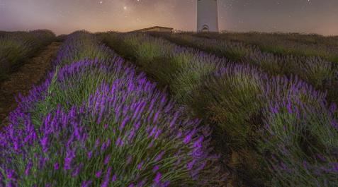 estrellassobrelalavanda-DETALLE Detalle inferior de la fotografía ganadora, que se centra en los campos de lavanda