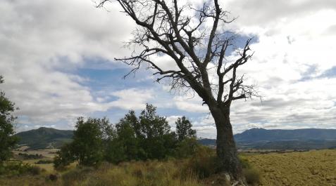 Uno de los robles dañados, entre la parcela del denunciado y el terreno comunal.