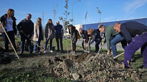 Un momento de la plantación a cargo del Consistorio de Galar y de empresas del área comercial Un momento de la plantación a cargo del Consistorio de Galar y de empresas del área comercial