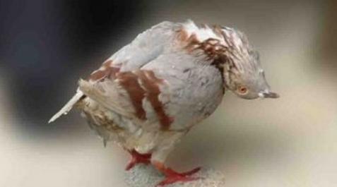 palomas-zombis Palomas zombis en Reino Unido
