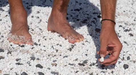 PALOMITAS-PLAYA-RODOLITOS Más de seis millones de rodolitos se concentran en las playas del norte de Fuerteventura, en donde la peculiar forma de estas algas coralinas ha originado el nombre popular de 'palomitas'