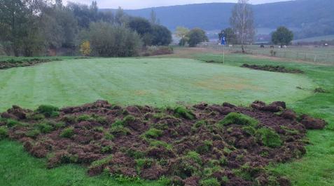 Aspecto de un ‘ante-green’ tras una de las últimas visitas de los jabalíes a la instalación Aspecto de un ‘ante-green’ tras una de las últimas visitas de los jabalíes a la instalación