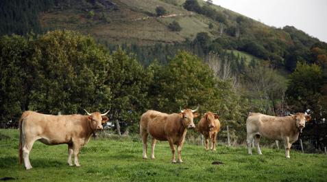 erdiz Vacas en el paraje de Erdiz, donde se proyecta una mina