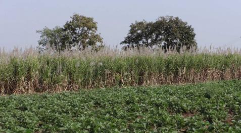 Un campo de caña de azúcar Un campo de caña de azúcar