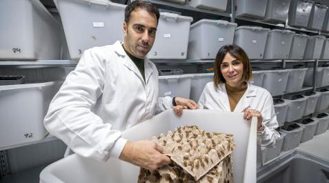 Los hermanos Asier y Mireya Erroba Zubeldia muestran una de las fases de la cría de grillos de su microcooperativa Insecma Los hermanos Asier y Mireya Erroba Zubeldia muestran una de las fases de la cría de grillos de su microcooperativa Insecma