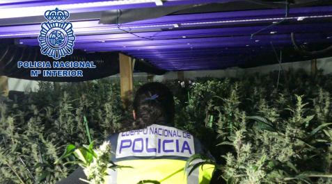 Operación policial en Barcelona contra el tráfico de marihuana Una de las plantaciones intervenidas en la operación