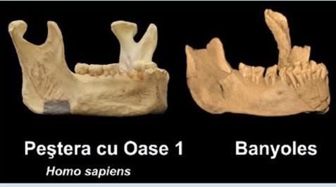 Científicos norteamericanos y españoles publican que el Sapiens más antiguo de Europa es la mandíbula de Banyoles Mandíbula de Banyoles