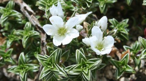 Arenaria vitoriana Arenaria vitoriana