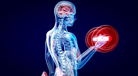 DEPORTE-CEREBRO-HUESOS La práctica de ejercicio físico mejora la capacidad cognitiva e incrementa el tamaño de determinadas áreas del cerebro. especialmente de las relacionadas con la memoria