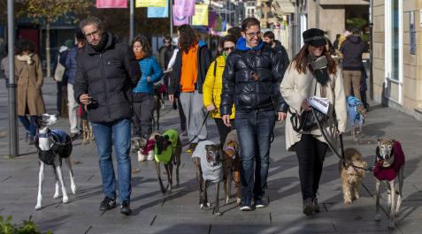 Paseos de galgos por el centro de Pamplona, este 18 de diciembre Galgos