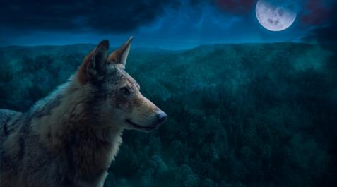Luna de lobo La primera luna llena del año es también conocida como 'Luna de lobo'.