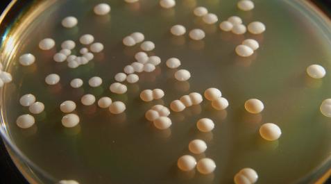 levadura ‘Saccharomyces cerevisiae’ levadura ‘Saccharomyces cerevisiae’