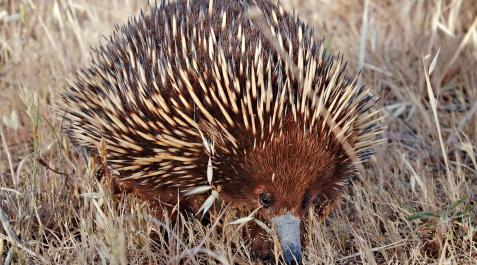 Imagen de un ejemplar de un equidnas australiano Imagen de un ejemplar de un equidnas australiano