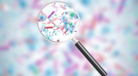 bacterias bacterias