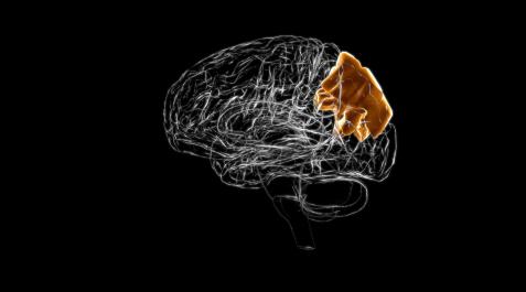 ALZHEIMER-CEREBRO El lóbulo parietal es el encargado de procesar principalmente información somatosensorial, es decir, maneja datos sobre el tacto, el movimiento y la posición de nuestro cuerpo en relación al espacio