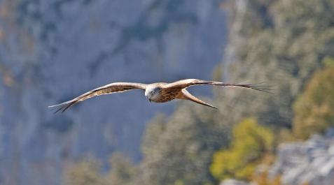 Un ejemplar de milano real surca el cielo con las alas desplegadas Un ejemplar de milano real surca el cielo con las alas desplegadas