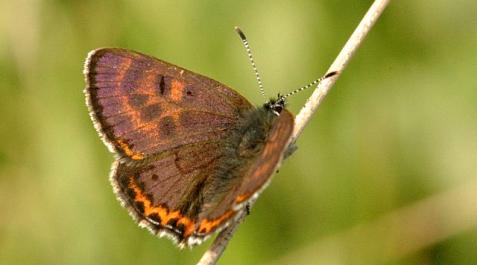 Ejemplar de la mariposa 'Manto violeta' Ejemplar de la mariposa 'Manto violeta'