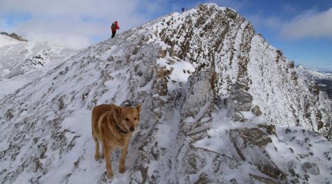 perro enriscado thor 'Thor' es un perro cruce de varias razas que ha logrado sobrevivir tras permanecer enriscado durante 16 días a más de 1.600 metros de altura en la Montaña Central Leonesa y ya se encuentra de regreso en casa tras un complicado rescate