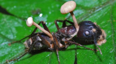 hormiga Una hormiga momificada por el ataque de un Ophiocordyceps cuyos estromas emergen del cuerpo del insecto