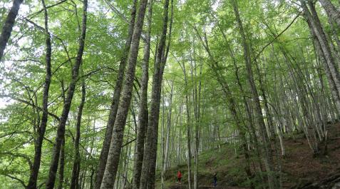 La Selva de Irati, uno de los tesoros naturales de Navarra La Selva de Irati, uno de los tesoros naturales de Navarra