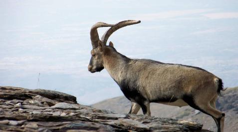 El último bucardo (capra pyrenaica pyrenaica), una hembra llamada Celia, murió en el año 2000 Bucardo