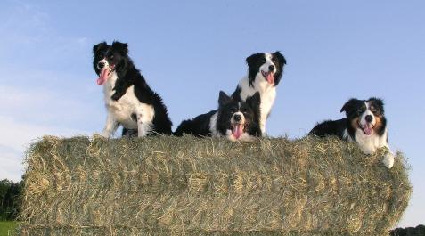 Imagen de archivo de varios Border Collies Imagen de archivo de varios Border Collies