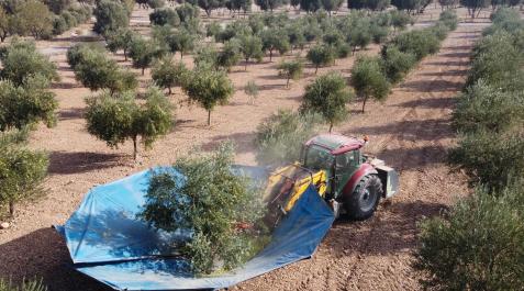 Imagen de la recolección de la oliva a máquina en un huerto de Ablitas, una de las localidades riberas con mayor tradición en este cultivo Imagen de la recolección de la oliva a máquina en un huerto de Ablitas, una de las localidades riberas con mayor tradición en este cultivo