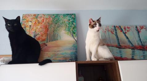 Los gatos ya forman parte de la familia