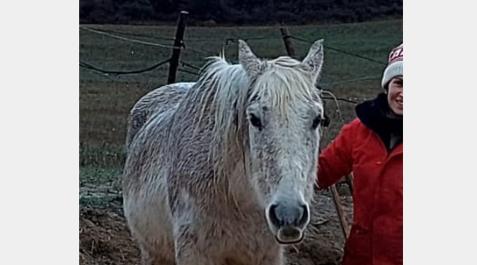 Capote, el caballo ciego y de 21 años buscado en Isuerre Capote