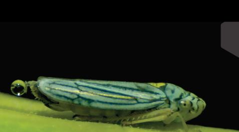 cicadelido Un cicadélido carga una gota de orina antes de catapultarla