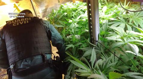 La Guardia Civil detiene a cuatro personas e interviene 45,3 kilos de marihuana y 1.378 plantas en Zizur La Guardia Civil detiene a cuatro personas e interviene 45,3 kilos de marihuana y 1.378 plantas en Zizur