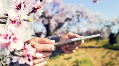 Una persona consulta un iPAd en medio del campo.