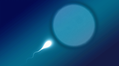 Un espermatozoide intenta fecundar un óvulo Un espermatozoide intenta fecundar un óvulo