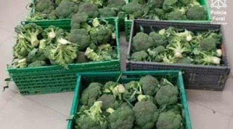 Cajas de brócoli robadas Cajas de brócoli robadas