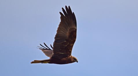 aguilucho Un aguilucho en pleno vuelo