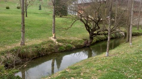 Castor Un árbol roído en la orilla del río Elorz, a su paso por el campus de la Universidad de Navarra.