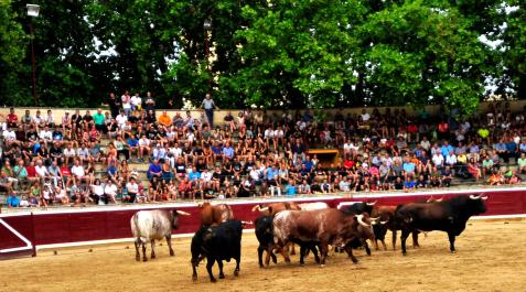 plaza-toros-tafalla El desencajonamiento fue el evento taurino que más público congregó en 2022