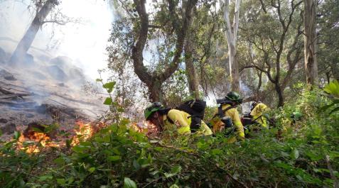 Efectivos del Infoca luchan contra el fuego en Tarifa Efectivos del Infoca luchan contra el fuego en Tarifa