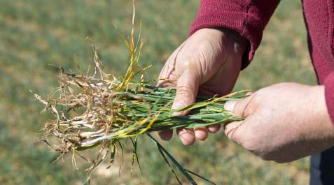 sequía cereal Plantas de cereal, agostadas en un campo de Tudela