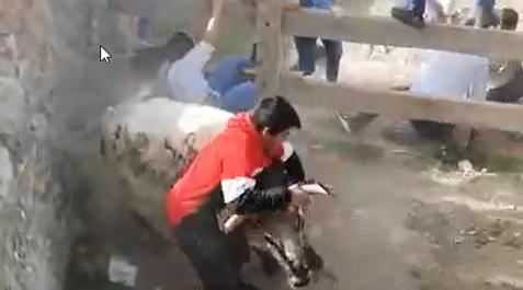 Vaquilla Momento en que Javier Martínez agarra a la vaca y María Yanguas, al fondo, está junto al vallado.