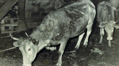 Últimos ejemplares de vacas salvajes de raza vasca sueltas en el Pirineo, marcadas hace medio siglo. Últimos ejemplares de vacas salvajes de raza vasca sueltas en el Pirineo, marcadas hace medio siglo.